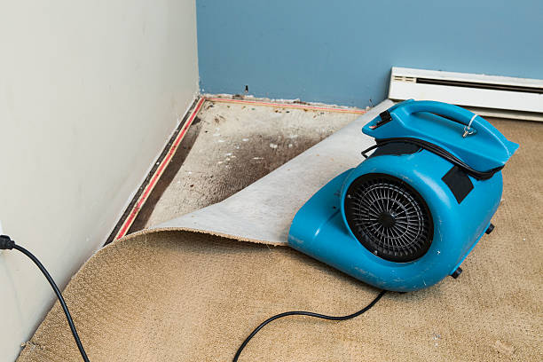 Best Water damage contractors near me  in Ddanelle, AR